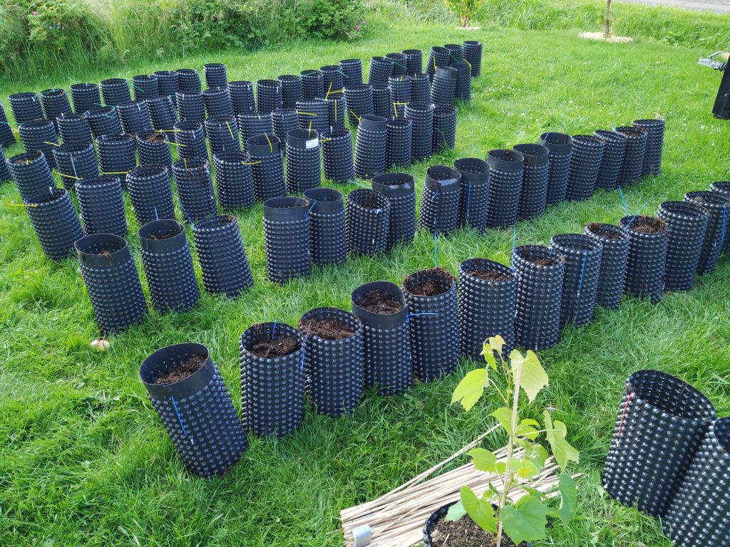 Root trainers full of compost ready to plant