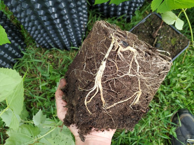Making air pruning pots / root trainers Kreislaeufer