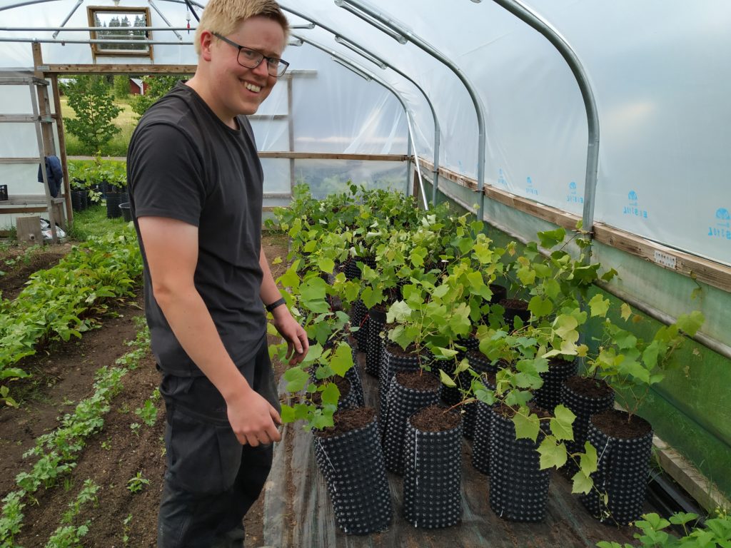 Gustav next to the transplanted vines in the new root trainers