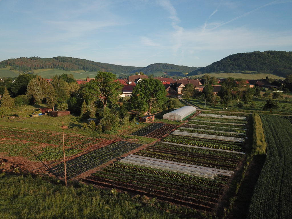 looking from the garden towards the house